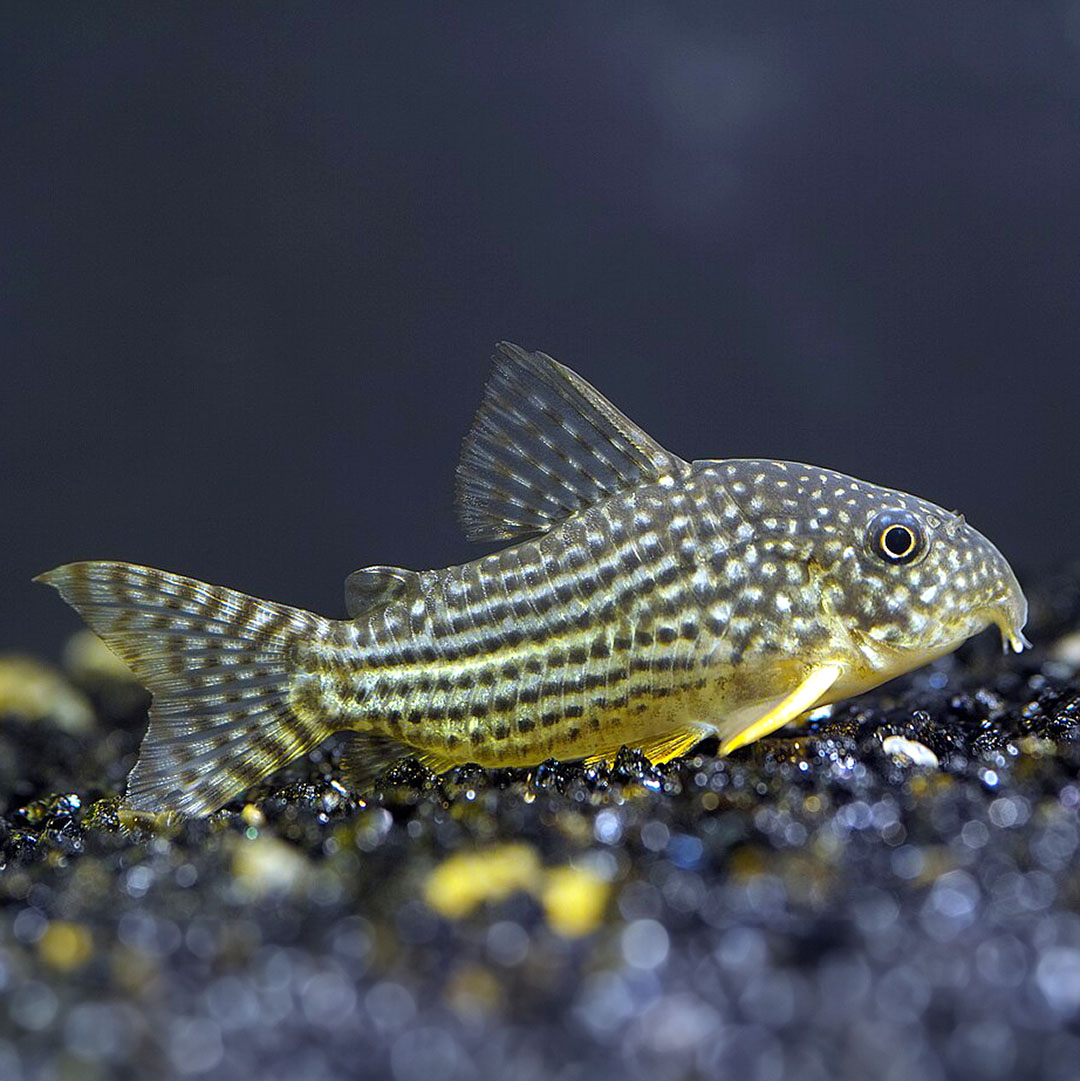 Pancéřníček štěrbův - Corydoras sterbai